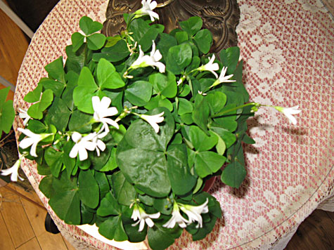 Mrs Claus - St Patrick's Day Decorations